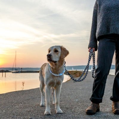collier chien lumineux shinedog labrador marche