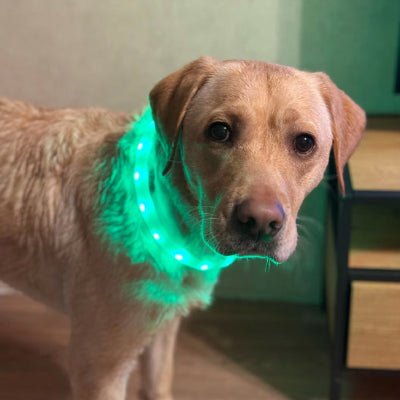 collier chien lumineux shinedog labrador