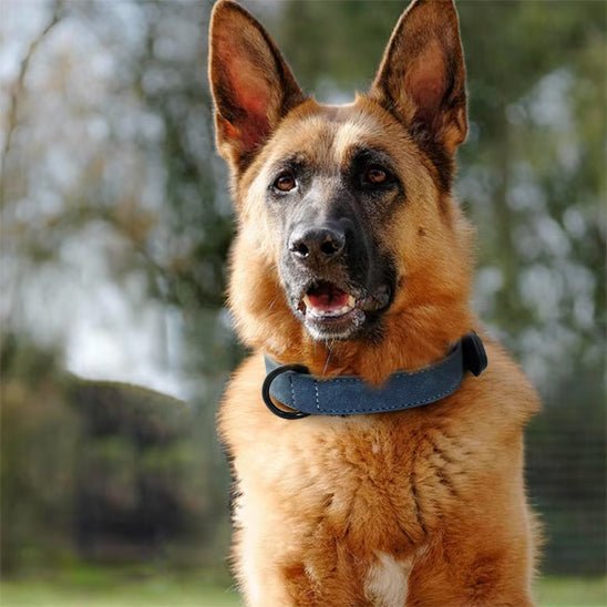 collier en cuir pour chien bleu berger