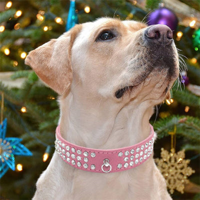 collier en cuir pour chien chicdiamond labrador