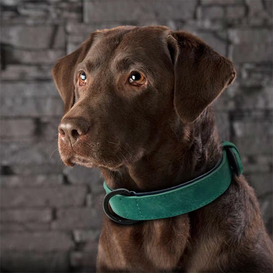 collier en cuir pour chien elegant