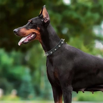 collier en cuir pour chien minispike noir doberman