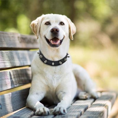 collier en cuir pour chien minispike noir labrador