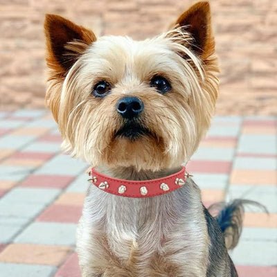 collier en cuir pour chien minispike rouge