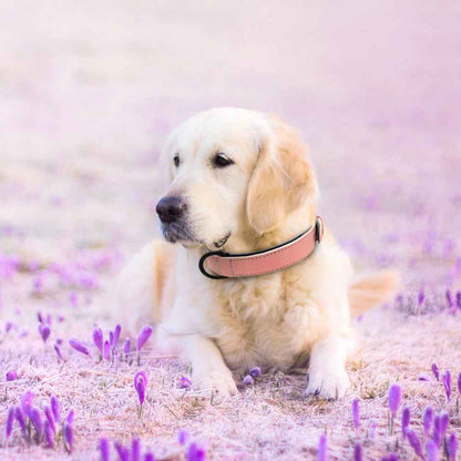 collier en cuir pour chien rose pale golden