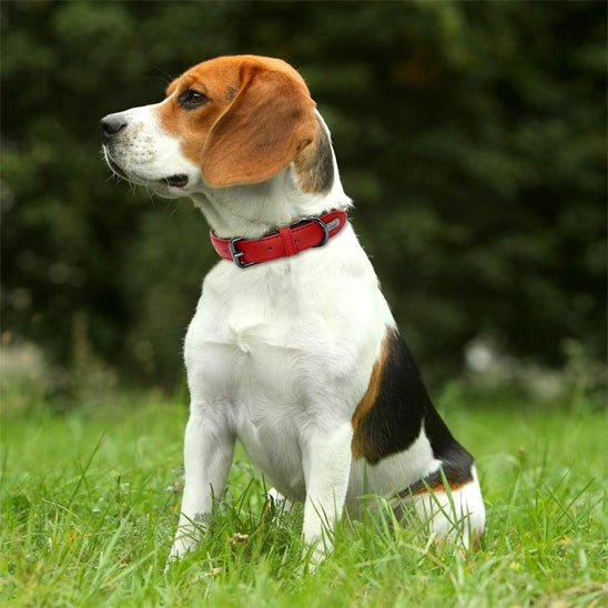 collier en cuir pour chien rouge exterieur
