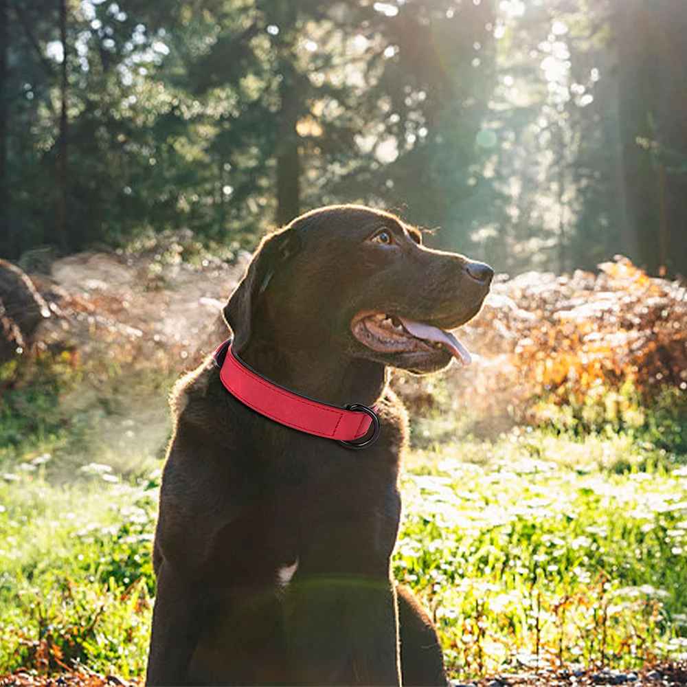 collier en cuir pour chien rouge labrador