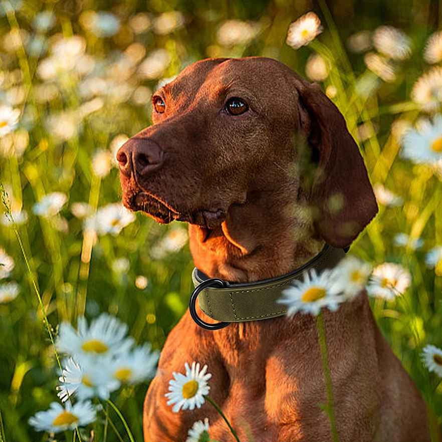collier en cuir pour chien vert olive