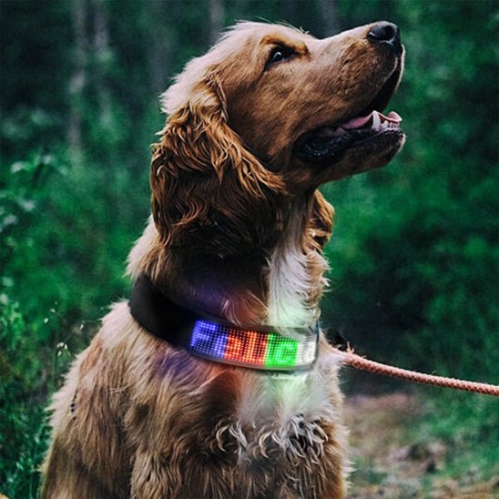 collier lumineux chien LEDConnect dog cocker
