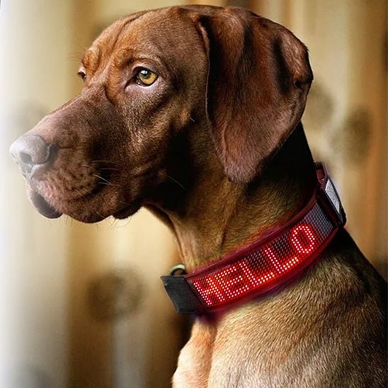 collier lumineux chien LEDConnect dog hello