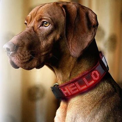 collier lumineux chien LEDConnect dog hello