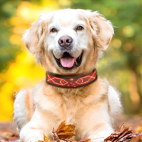 collier lumineux chien LEDConnect golden