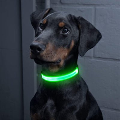 collier lumineux pour chien glowpaw vert calme