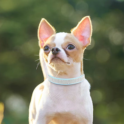 Collier pour Chien en Cuir | Diamélia™