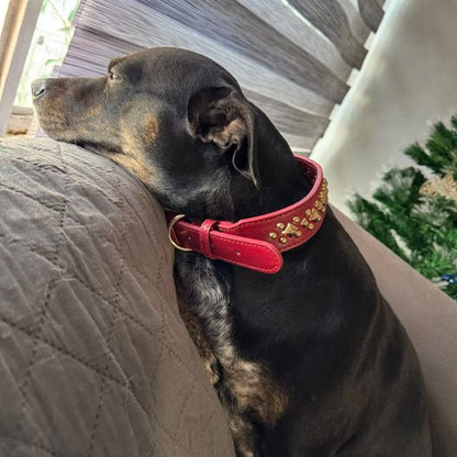 Collier pour Chien en Cuir | Éléganza™