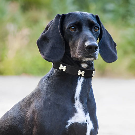 collier pour chien en cuir osdesign noir caroussel