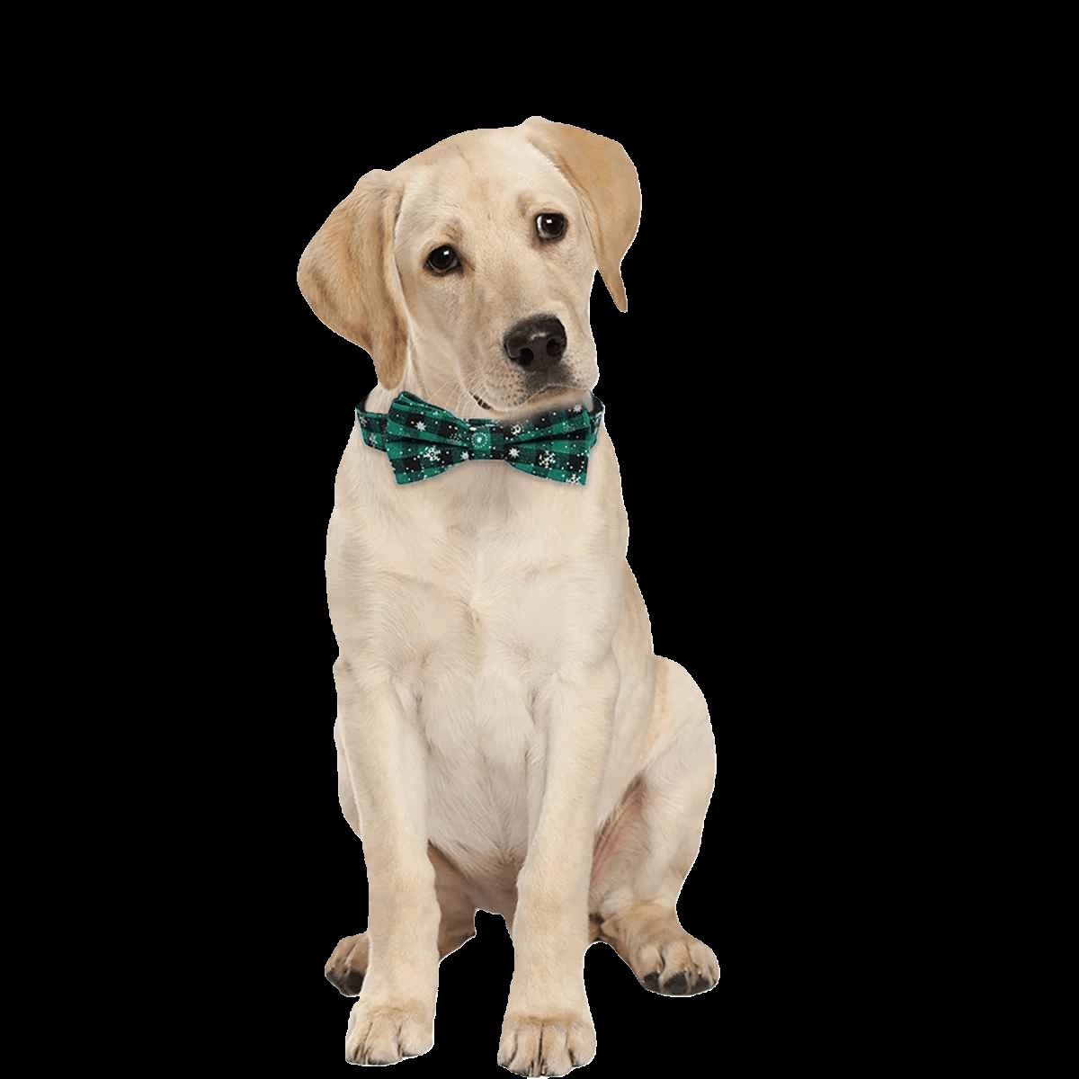 collier pour chien papinoel mignon