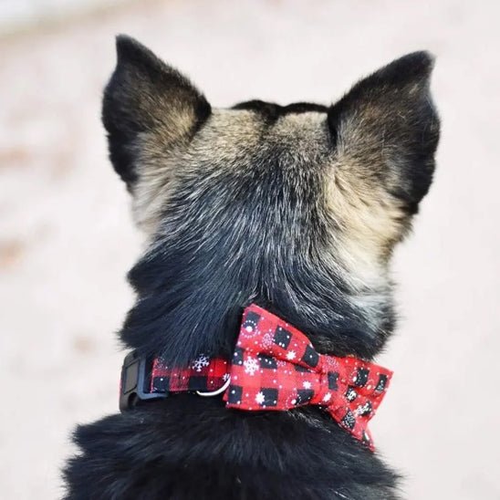collier pour chien papinoel rouge boucle definie