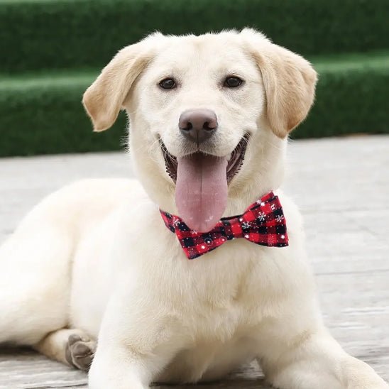 collier pour chien papinoel rouge golden
