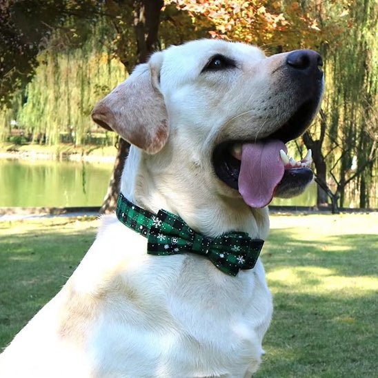collier pour chien papinoel vert labrador