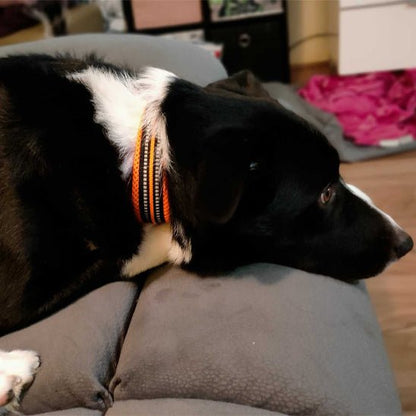 collier pour chien truelove orange