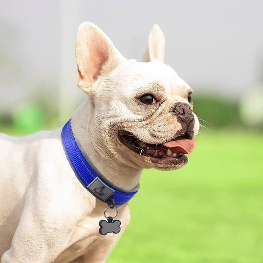 colliers lumineux pour chiens LEDConfo caroussel bleu