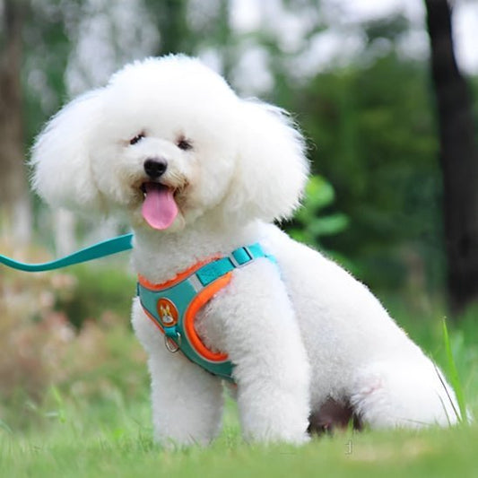 harnais anti traction chien cutedog bleu