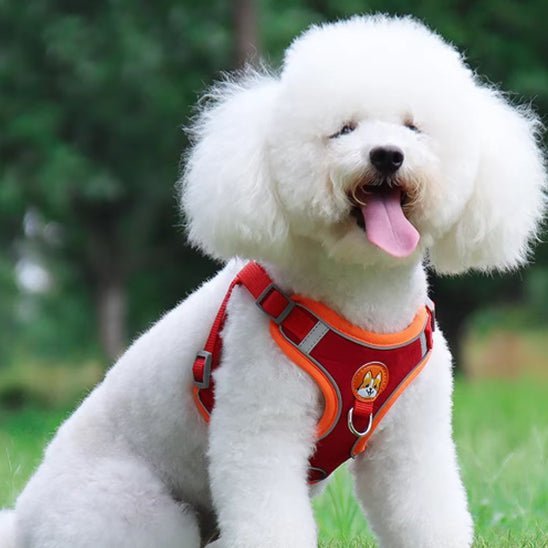 harnais anti traction chien cutedog rouge