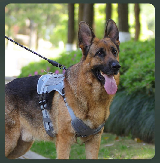 harnais anti traction chien tactikpaw caroussel gris
