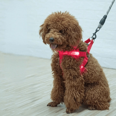 harnais chien anti traction luminessence doodle rouge