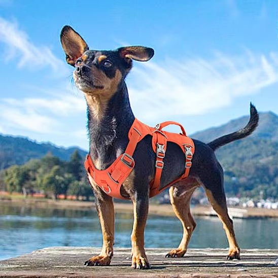 harnais chien harnex carroussel orange petit