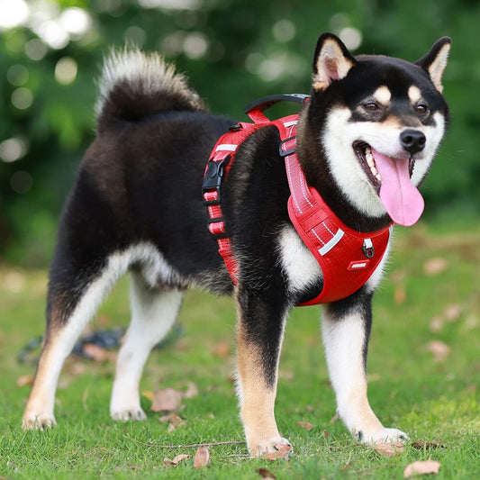 harnais chien pawness