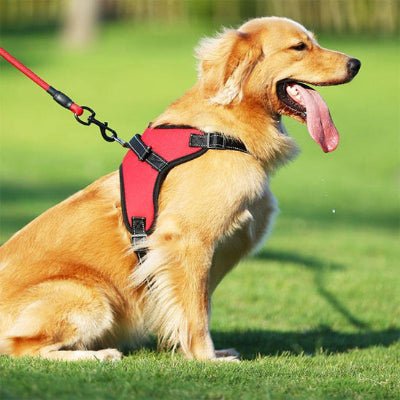 harnais pour chien flamefit golden
