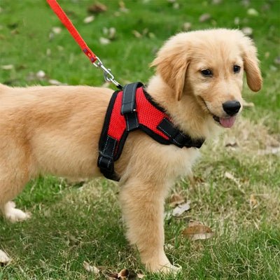 harnais pour chien flamefit