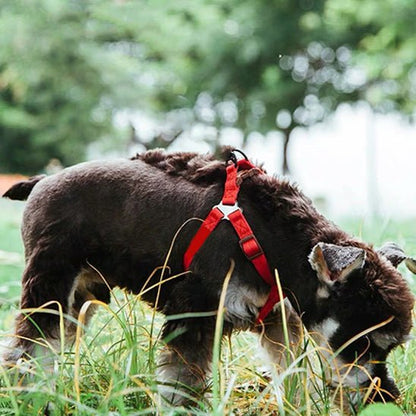 harnais pour chien luminex carroussel rouge