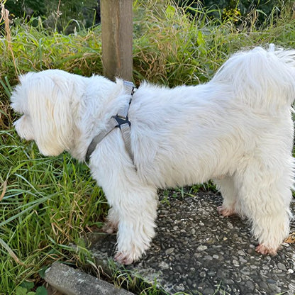 harnais pour chien luminex carroussel