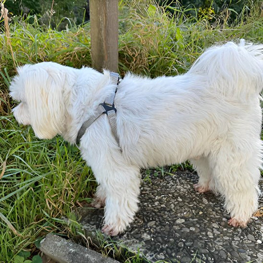 harnais pour chien luminex carroussel