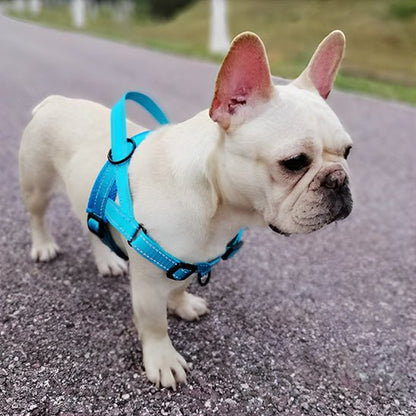 harnais pour chien safetrail bleu caroussel