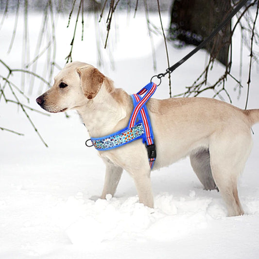 harnais pour chien safetrail hiver