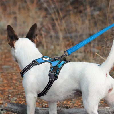 laisse chien glowrun bleu