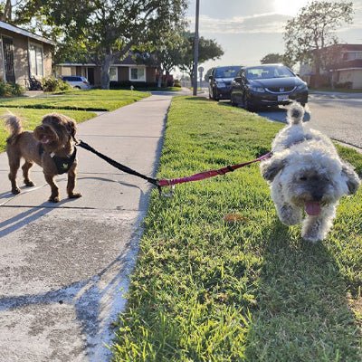 laisse double pour chiens duozen petit chien