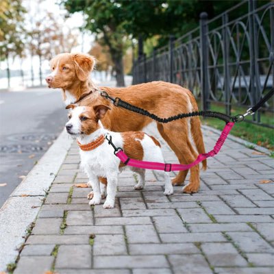 laisse double pour chiens duozen petit moyen chien