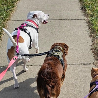 laisse double pour chiens duozen promenade