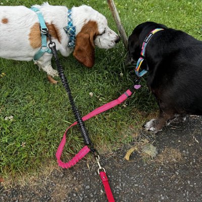 laisse double pour chiens duozen repos