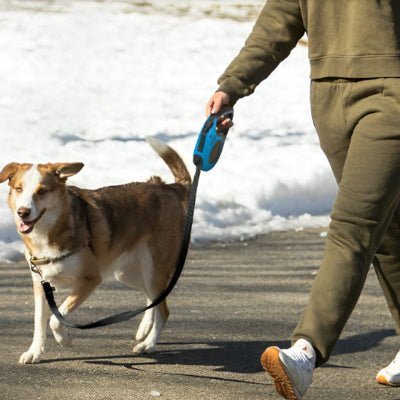 laisse pour chien enrouleur flexolaisse