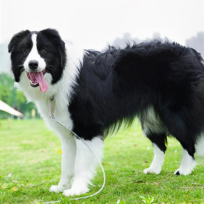 laisse pour chien metallique caroussel berger