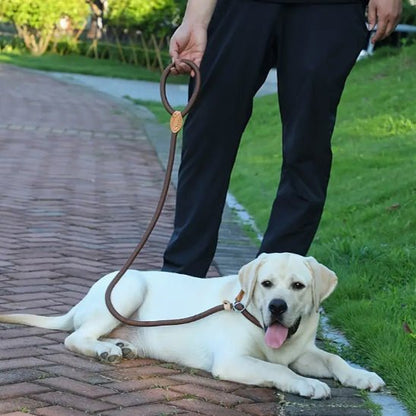 laisse pour chien pawgrip chien calme