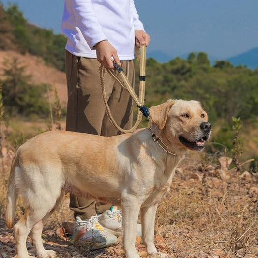 laisse pour chien tactika golden beige