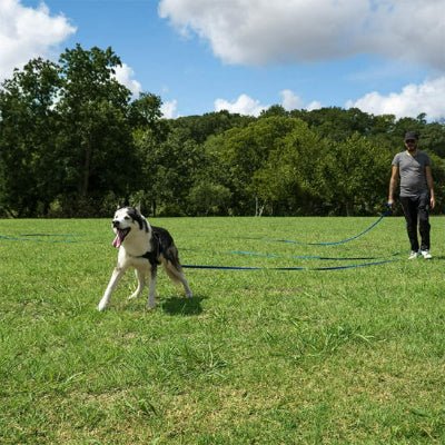 longe pour chien Flexipvc bleu