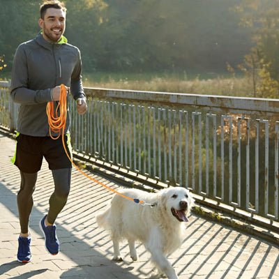 longe pour chien flexilonge jaune